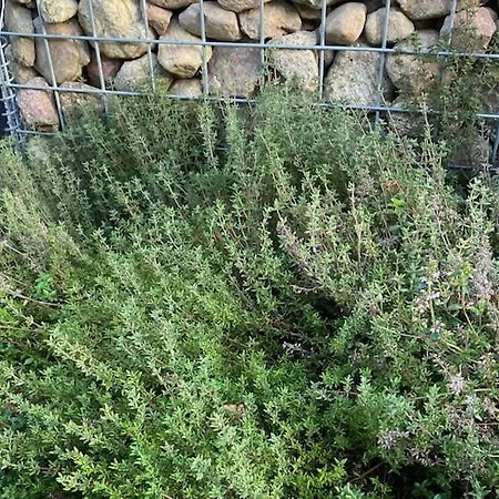 By Wise Ka Near Baltic * Wisełka