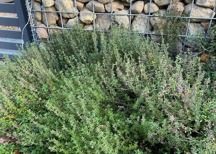 By Wise Ka Near Baltic * Wisełka